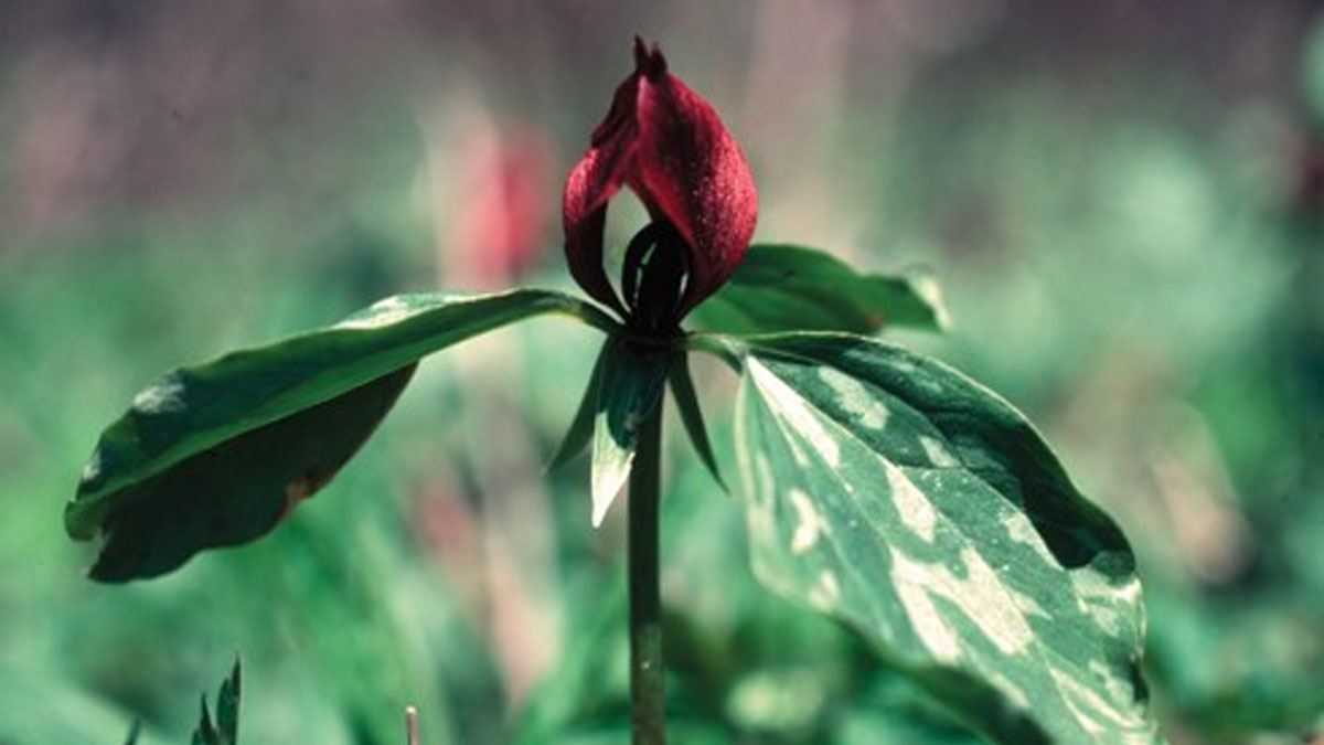 Spring Wildflower Walk: Earth Week at Captain Daniel Wright Woods in Mettawa